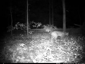 Bobcat in Champaign County